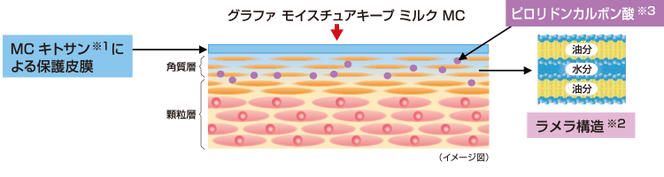 MCキトサン※1による保護被膜　ピロリドンカルボン酸※3　ラメラ構造※2